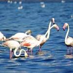 Flamingos Ria Formosa Algarve