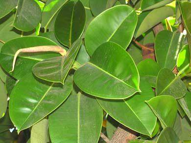 Gummibaum (Ficus elastica)