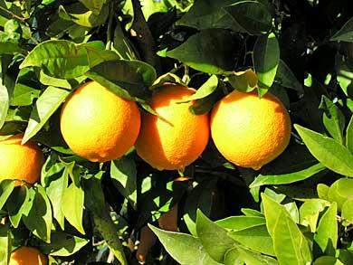 Orangenzeit Algarve