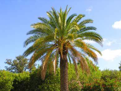 Palmen in der Algarve und Portugal