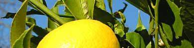 citrus-limon