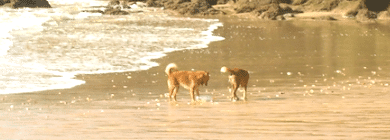 hunde urlaub algarve portugal