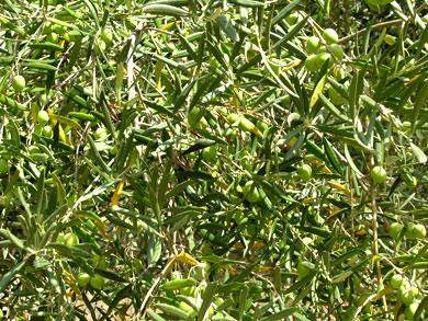 olivenbaum algarve