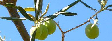 neue olivenernte algarve