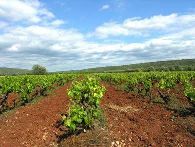 Wein Algarve