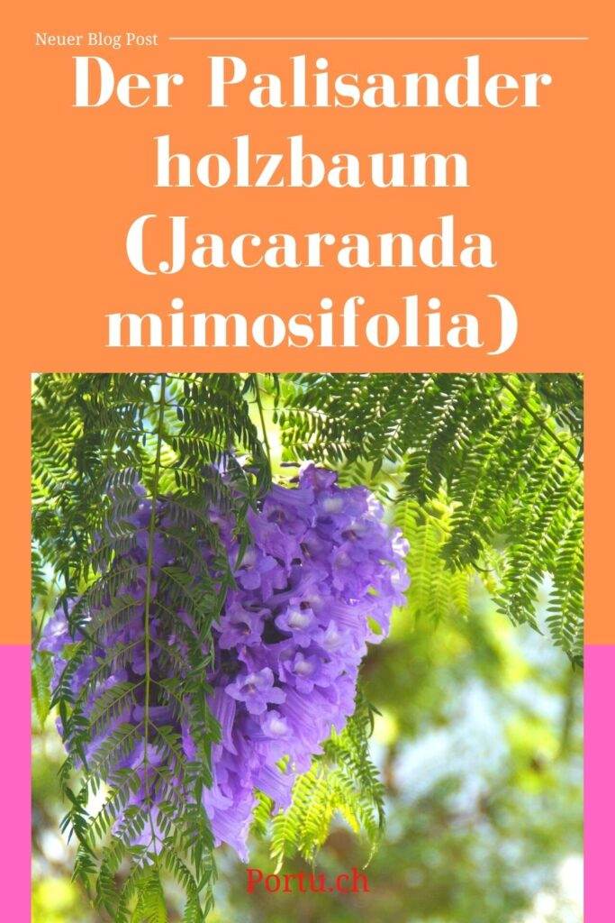 Der Palisanderholzbaum (Jacaranda mimosifolia)