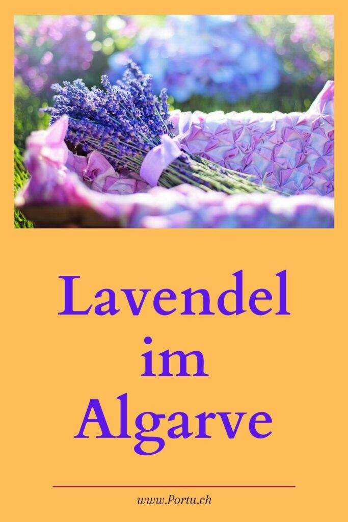 Lavendel im Algarve