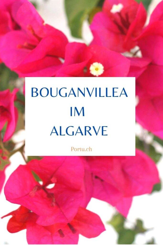 Bouganvillea im Algarve