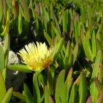 Invasive Pflanzen Algarve
