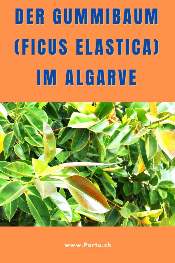 Ficus elastica Gummibaum Algarve